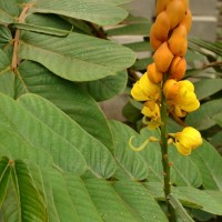 Senna alata (L.) Roxb.